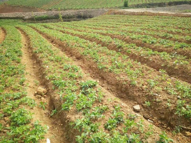 中药材种植基地航拍图