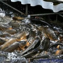 河鲤鱼食用2~3公斤