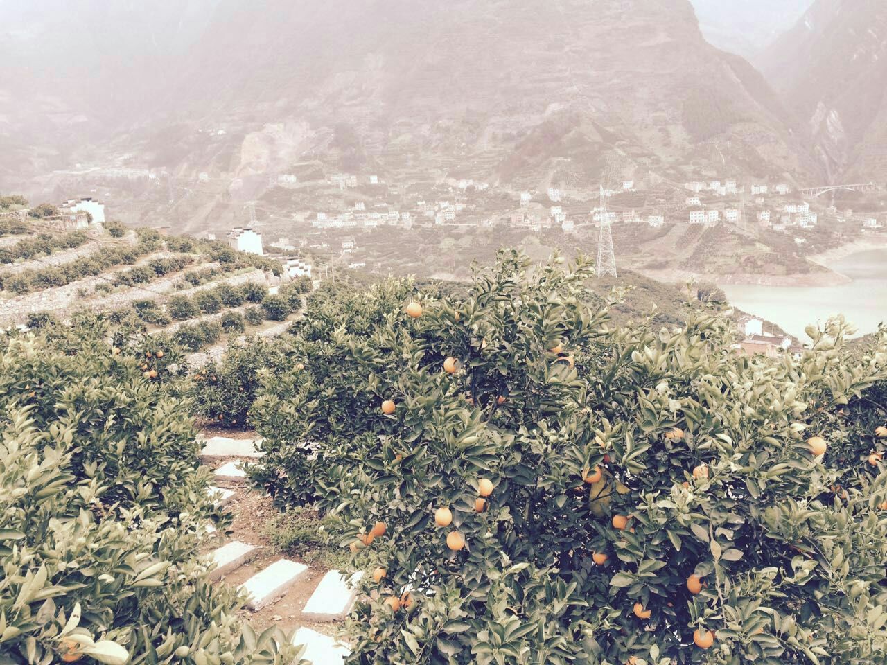 航拍视角下的高山夏橙果园,位于湖北秭归县茅坪镇周边海拔600米以上的山坡地带。梯田式果园布局整齐,果树郁郁葱葱,云雾缭绕于山谷之间,阳光透过薄雾洒落在叶片上,展现出典型的亚热带山地柑橘种植生态系统。远处可见农户正在采摘成熟的金黄色夏橙 高山夏橙果园航拍全景