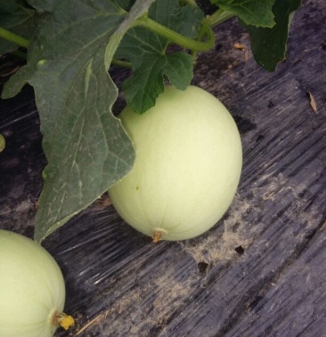 [甜瓜批发]洋香瓜 1.5斤以上价格3.20元/斤 - 一亩田