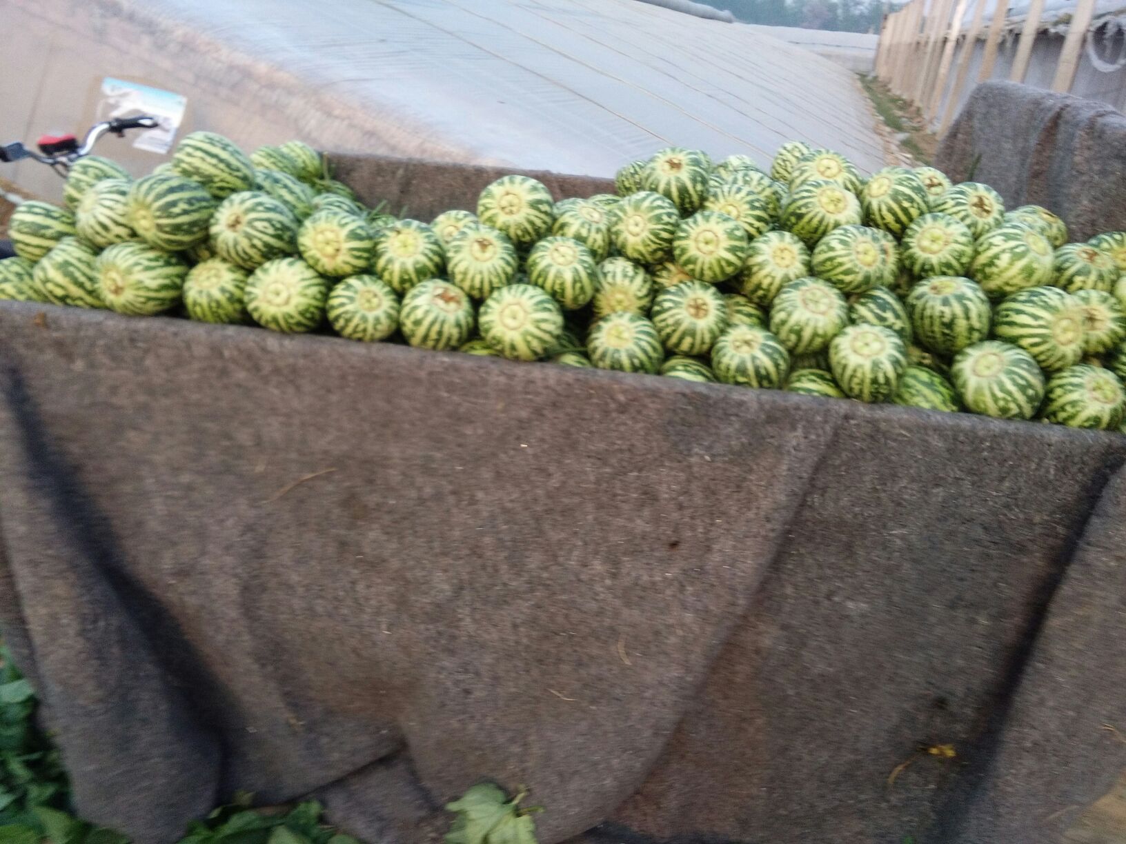 花蕾甜瓜销售现场