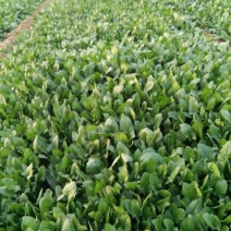 菠菜20~25厘米