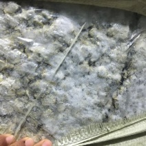 河蚌