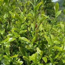 古树普洱茶一级