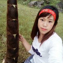 毛竹春笋10~15cm