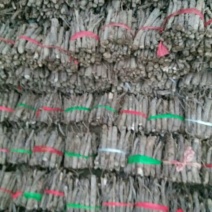 桐树根，泡桐种根四倍体泡桐树根，泡桐树种根