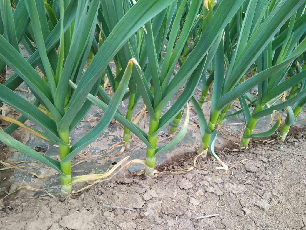 大蒜区域种植分布与品种适配图