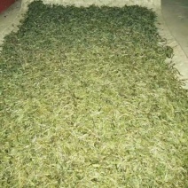 古树茶特级