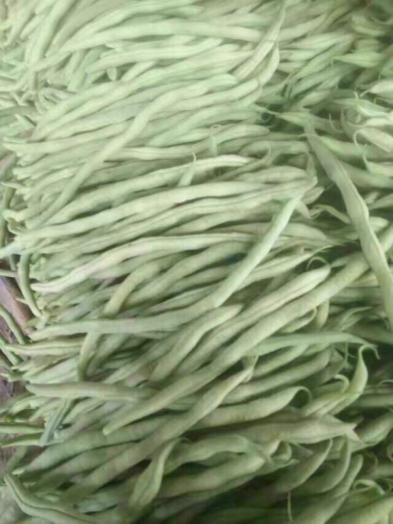 无丝豆20厘米以上