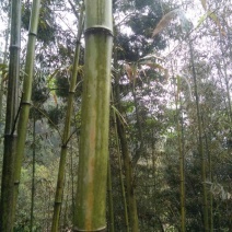 苦竹6~7m