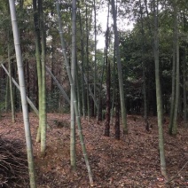 竹子