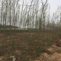 小叶榆树