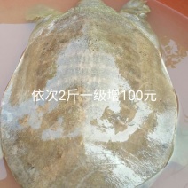 黄沙鳖2.5~3斤