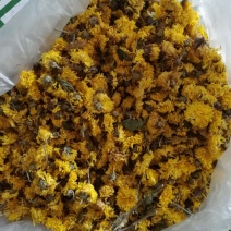 珍珠菊花茶河南焦作温县怀菊花