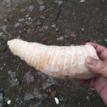 毛竹春笋10~15cm