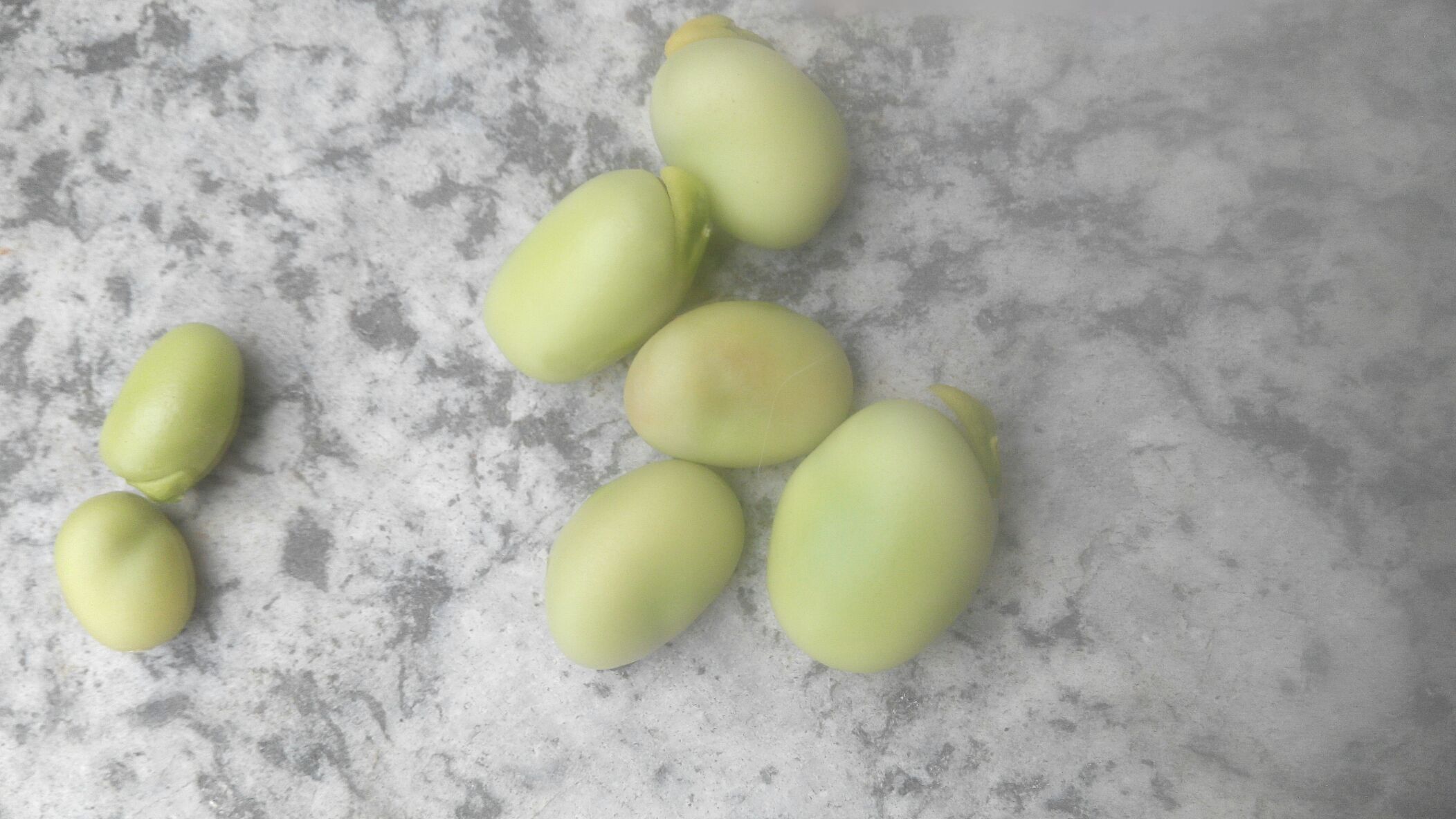 蚕豆特写