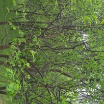 木瓜树261~300cm