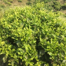 普洱茶