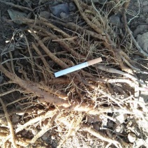 油牡丹苗药用牡丹赤芍苗规格齐全产地直销保湿邮寄