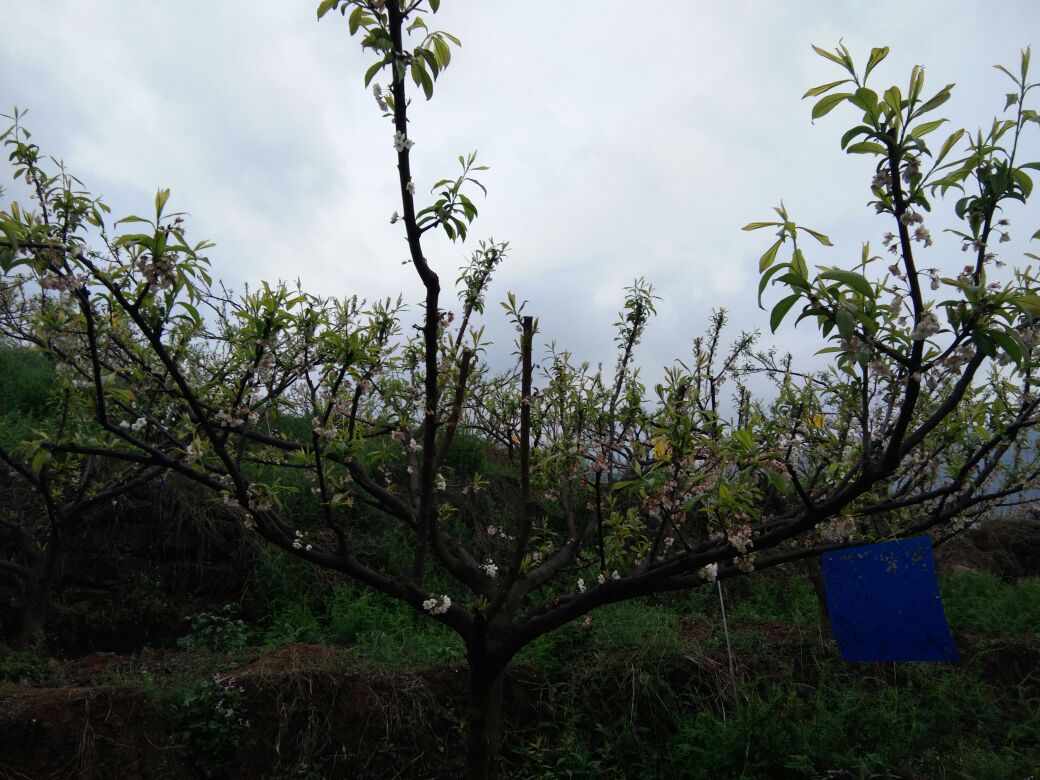 半边红李子春季开花景象