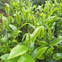 普洱茶一级