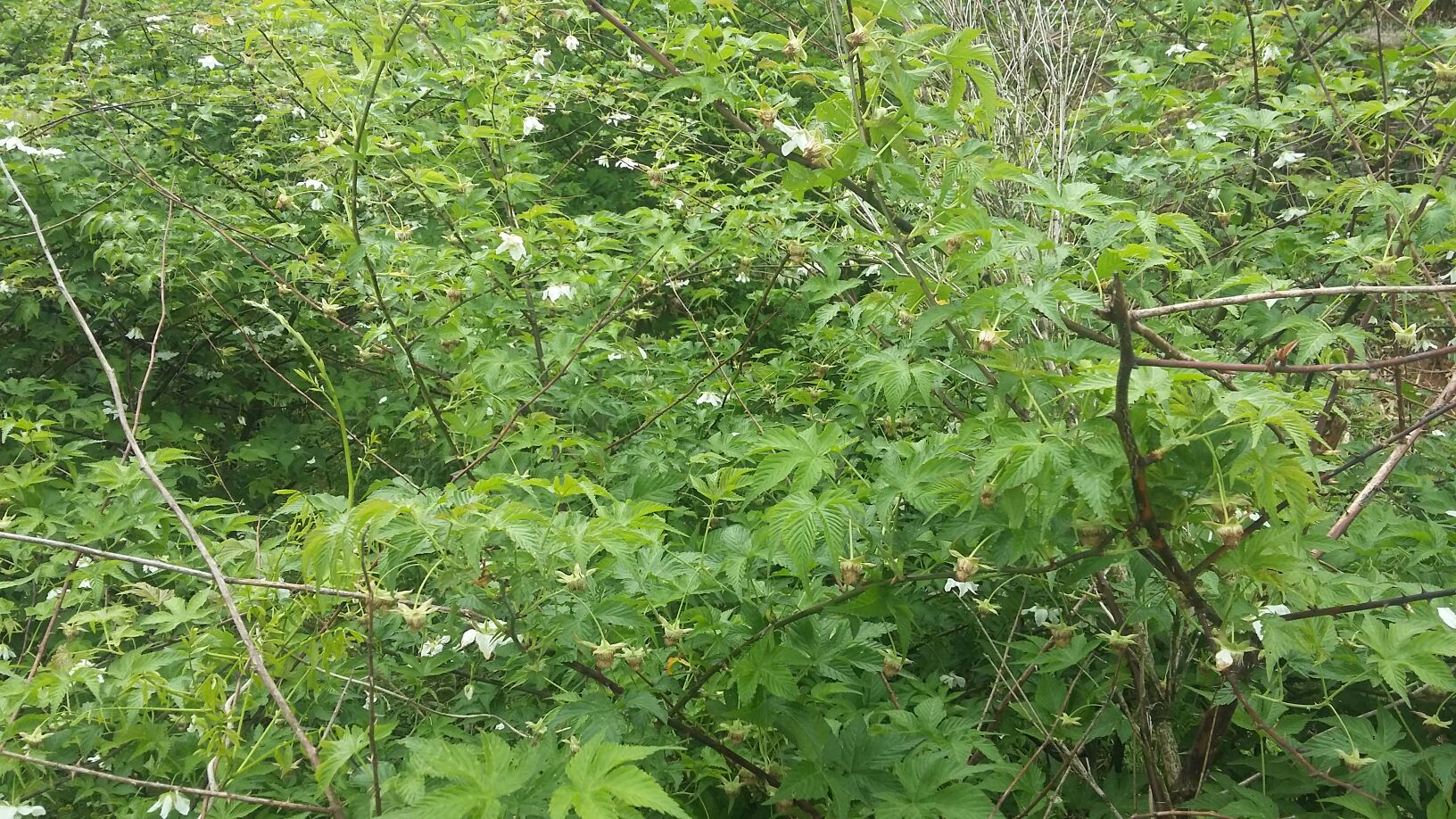 一株正在开花的打碗花,粉白色喇叭状花朵清晰可见,藤蔓缠绕在其他植物上,叶片呈心形,背景为农田环境,显示其侵染状态 打碗花植株特写
