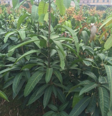 [芒果苗批发]金煌芒树苗 1~1.5m价格25.00元/棵 - 一亩田