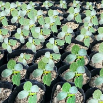 育苗盆营养钵育苗盆种植穴盘塑料营养袋育苗袋一次性花盆营养