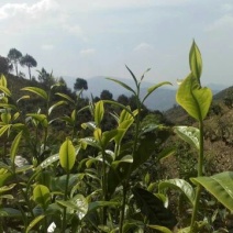 百年大树茶末茶