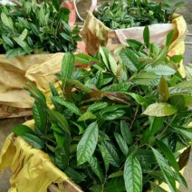 金花茶叶一级