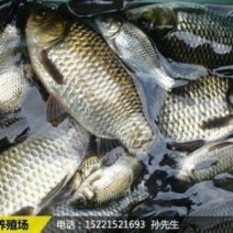 鲫鱼食用