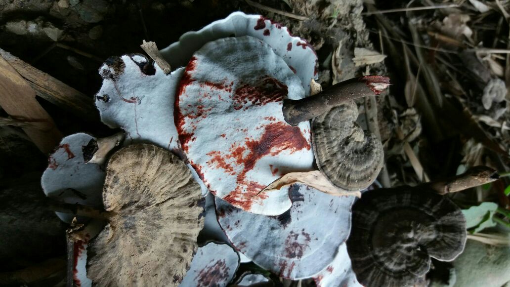 一株完整的野生黑灵芝,呈扇形,表面为深紫黑色,有明显同心环纹和光泽,菌盖边缘较薄,菌柄侧生,质地坚硬,背景为湿润的森林腐殖土,周围有落叶和苔藓,展现其自然生长环境 野生黑灵芝特写