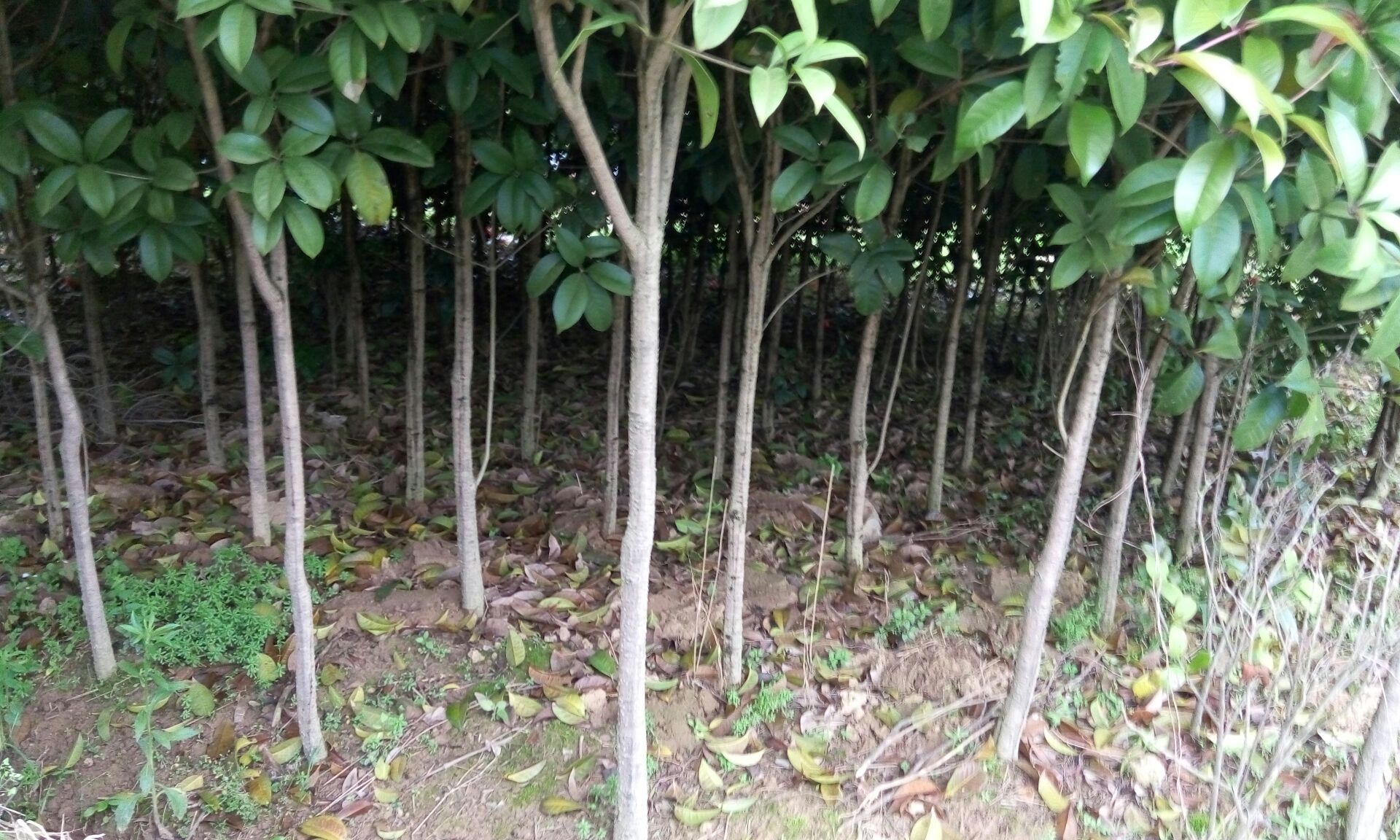 八月桂叶片特写