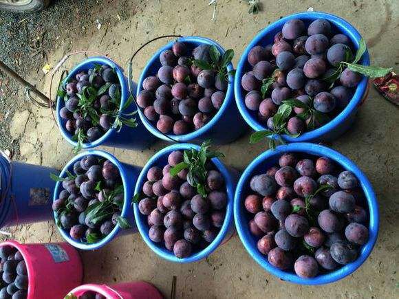 黑布林李子制作成果酱