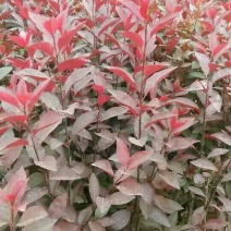 紫叶矮樱2cm以下50~80cm