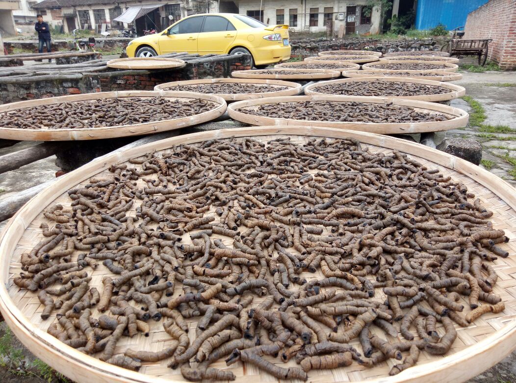 中药材晾晒全景