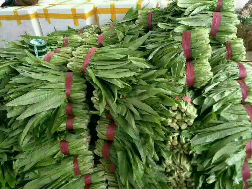 女性在厨房挑选新鲜油麦菜