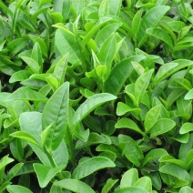 绿茶一级