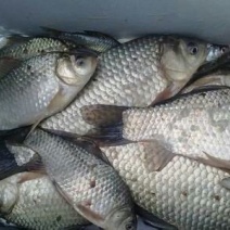 鲫鱼食用