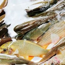 池鲤鱼食用2~3公斤