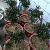 金银花1米以下