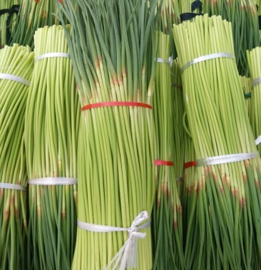 杂交红毛帽蒜苔50~60厘米