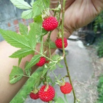 树莓苗50~80cm