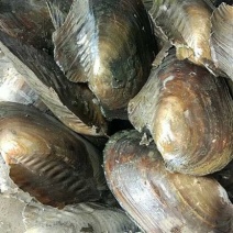 河蚌