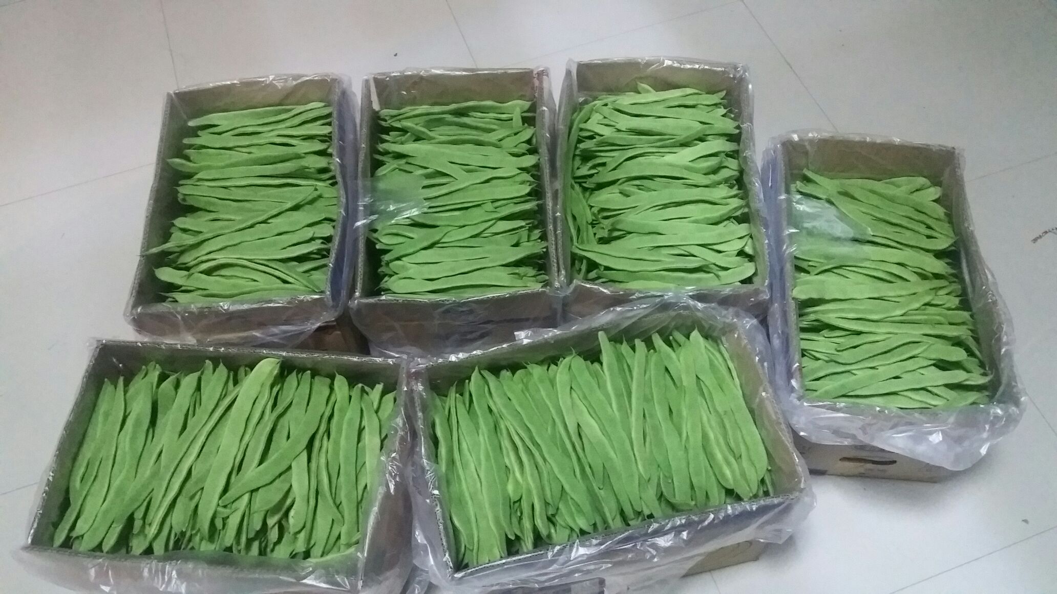 扁豆市场