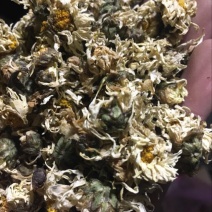 药用菊花