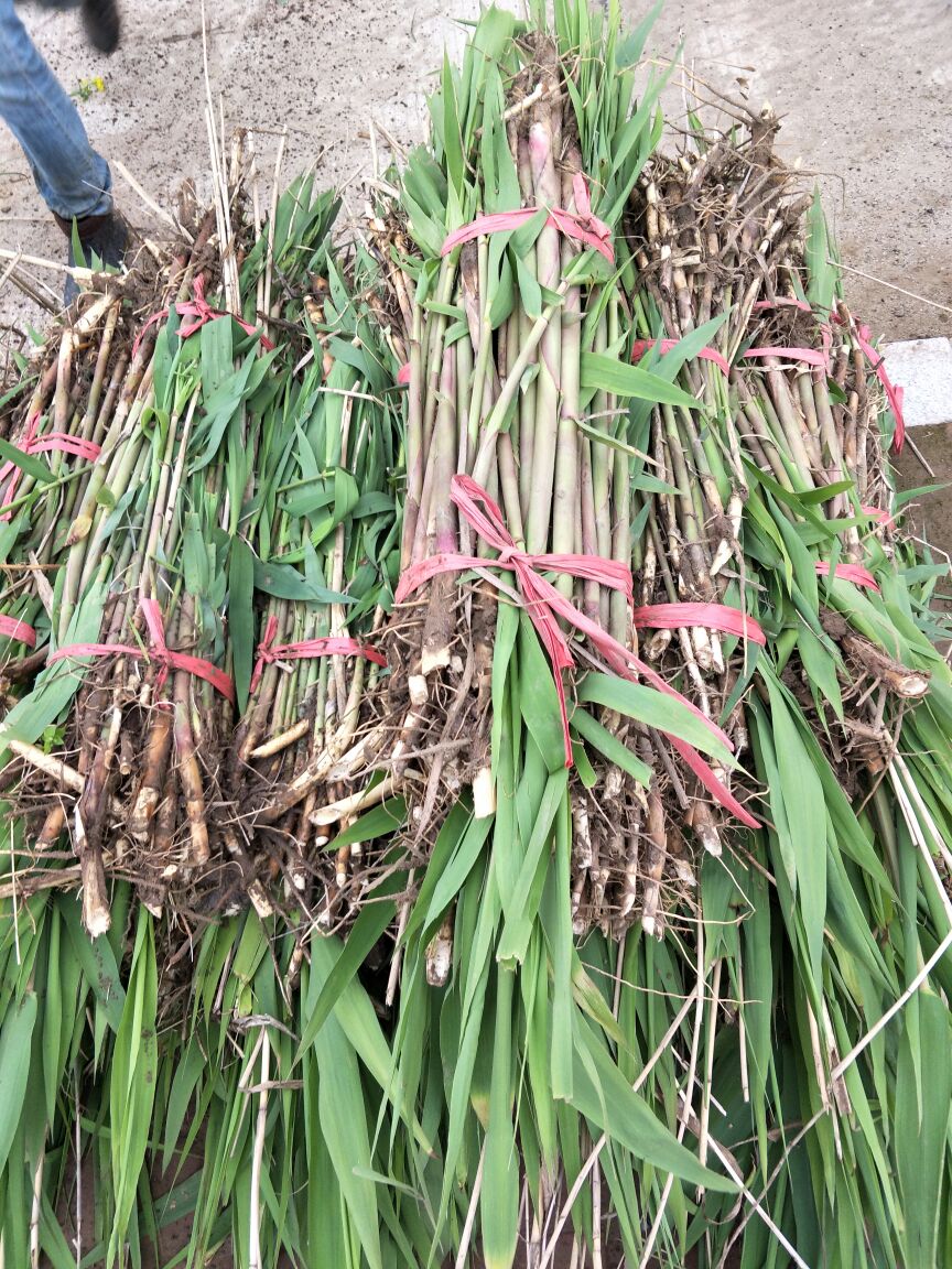 [苇叶批发]湖南益阳南县芦苇 0.25元/棵洞庭芦苇 10~20 _ 一亩田