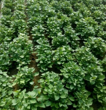 江豪优质脱毒红薯苗紫薯苗 厂家批发价农科院15~25cm