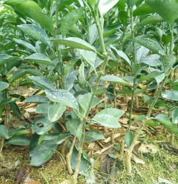 [橙子苗批发]纽荷尔脐橙苗 30~50cm,血橙苗30到50价格5.