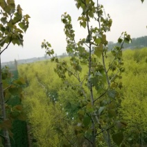 金叶榆8~10cm6~8cm2.5~3m
